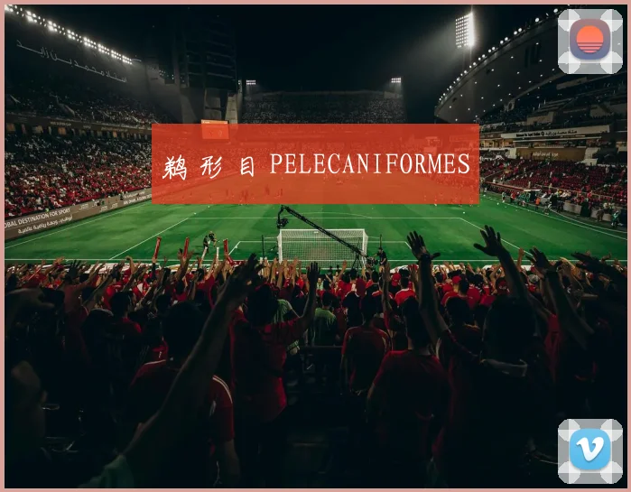 鹈 形 目 PELECANIFORMES